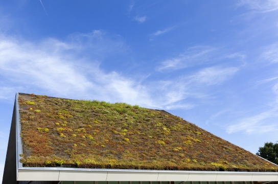 zieleń ekstensywna na dachu