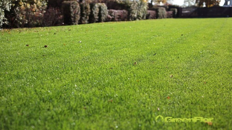 Jaka jest najlepsza pora roku na zakładanie trawnika z rolki?