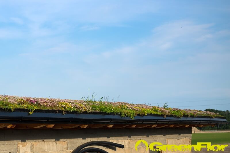 W jaki sposób zielone dachy wpływają na mikroklimat?