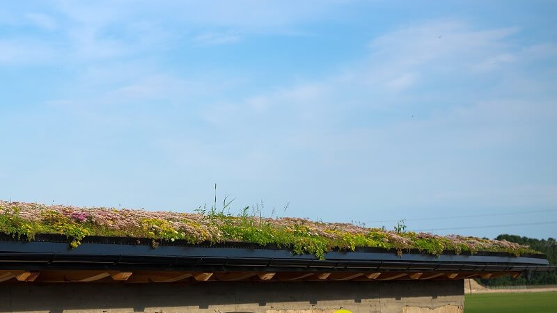 W jaki sposób zielone dachy wpływają na mikroklimat?