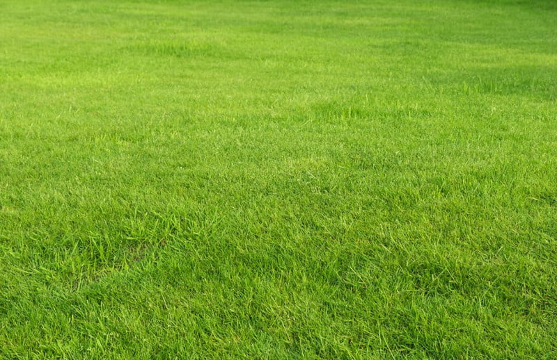 Jak zapobiegać chwastom na trawniku?