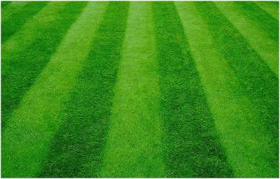 Dlaczego trawnik potrzebuje koszenia, aeracji i wertykulacji?