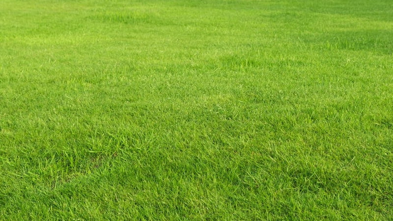 Jak zapobiegać chwastom na trawniku?