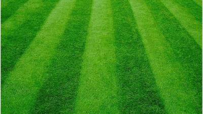 Dlaczego trawnik potrzebuje koszenia, aeracji i wertykulacji?