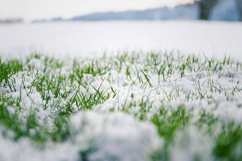 Jak przygotować trawnik po zimie?