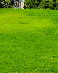 trawnik rolowany