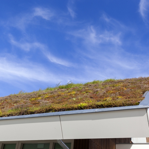 ekologiczny zielony dach