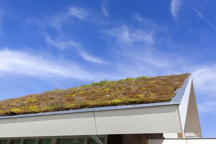 ekologiczny zielony dach
